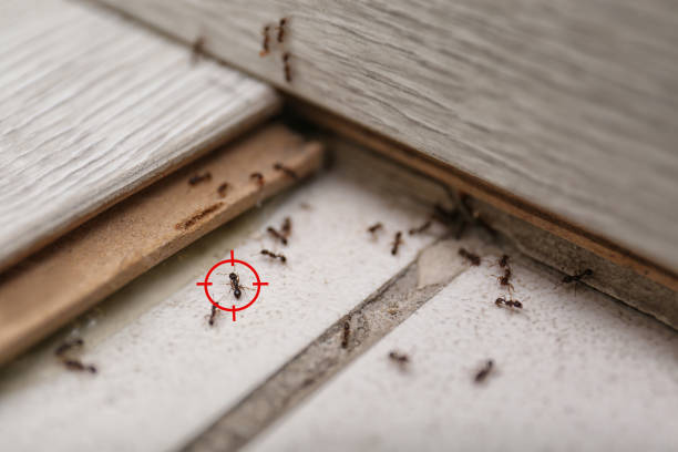 Spider Control Near Me in Spencerport, NY