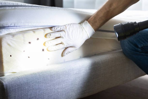 Best Affordable Pest Control Services  in Spencerport, NY